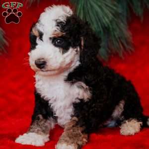 Bimbo, Mini Bernedoodle Puppy